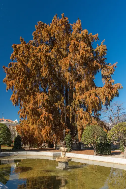 Ahuehuete del Buen Retiro
