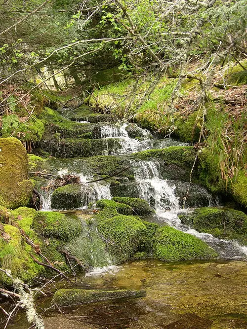 Bosque del Tejedelo
