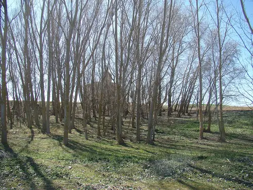 Carrioncillo