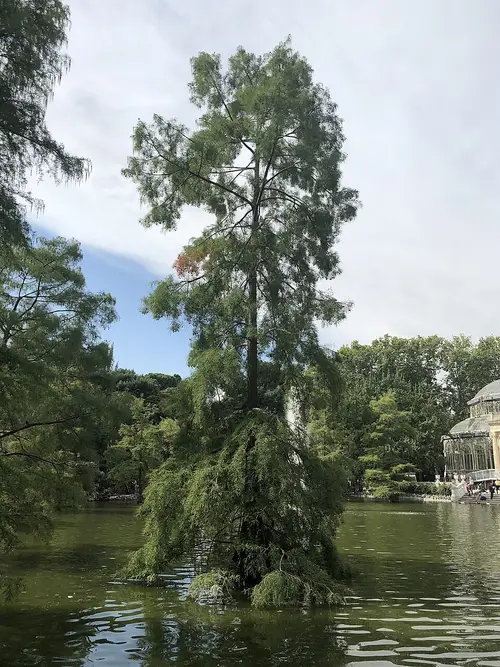 Ciprés Calvo del Estanque del Palacio de Cristal