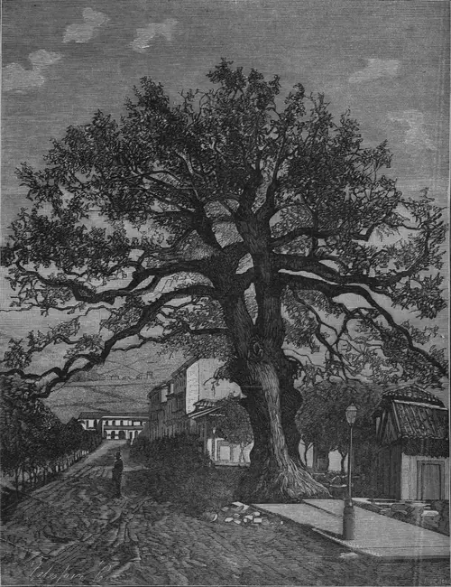 El Carbayón