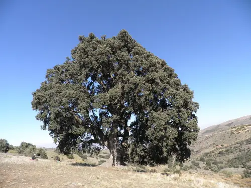 Encina de la Peana