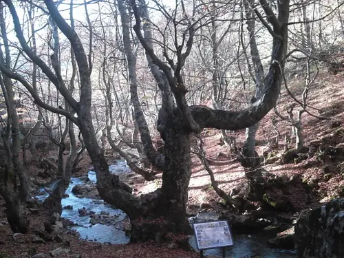 Faedo de Ciñera