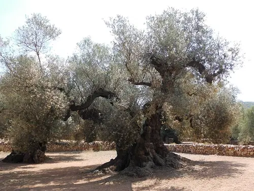 Fargas de Arion