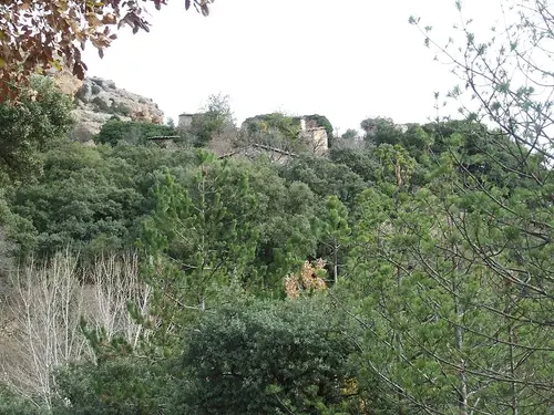 Herba-savina