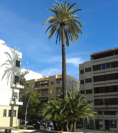 La Palmera del Parque