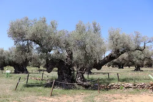 Museo Natural de Olivos Milenarios Pou del Mas