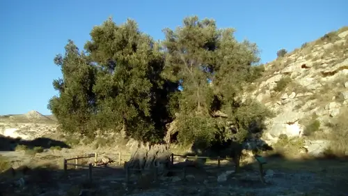 Oliva de Agua Amarga