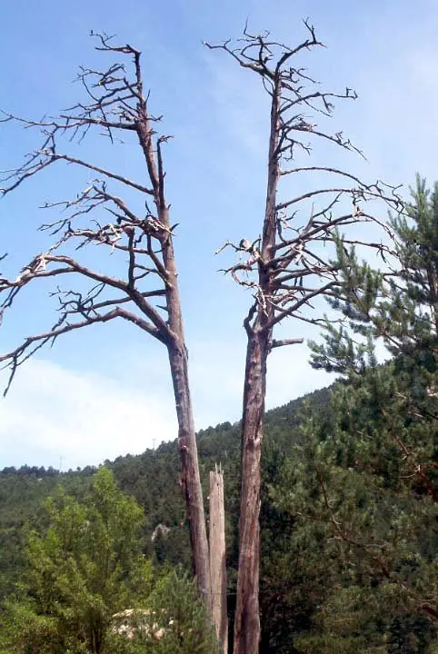 Pi de les tres branques