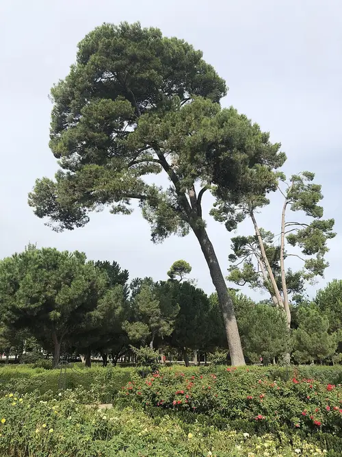 Pino carrasco de La Rosaleda