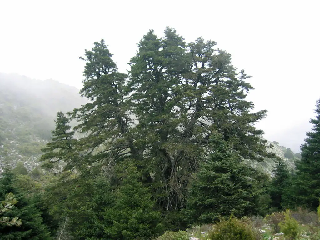 Pinsapo de las Escaleretas