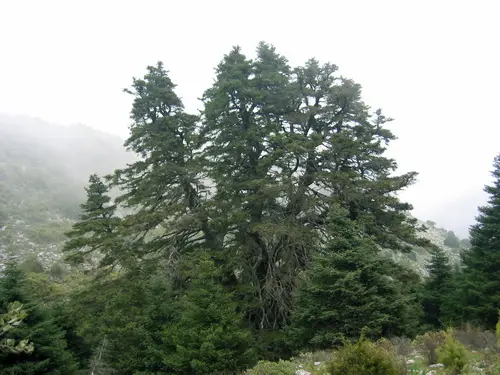Pinsapo de las Escaleretas