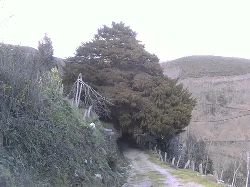 Tejo de Santa Coloma