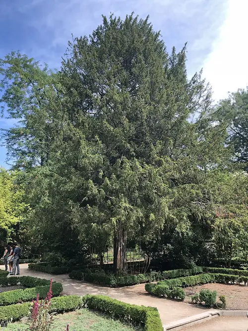 Tejo del Real Jardín Botánico